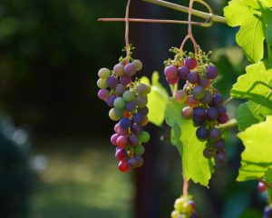 Vinicola Santa Rita Tour